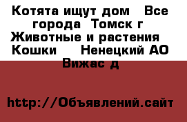 Котята ищут дом - Все города, Томск г. Животные и растения » Кошки   . Ненецкий АО,Вижас д.